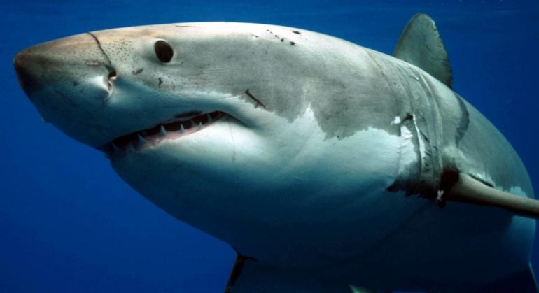 shark week discovery