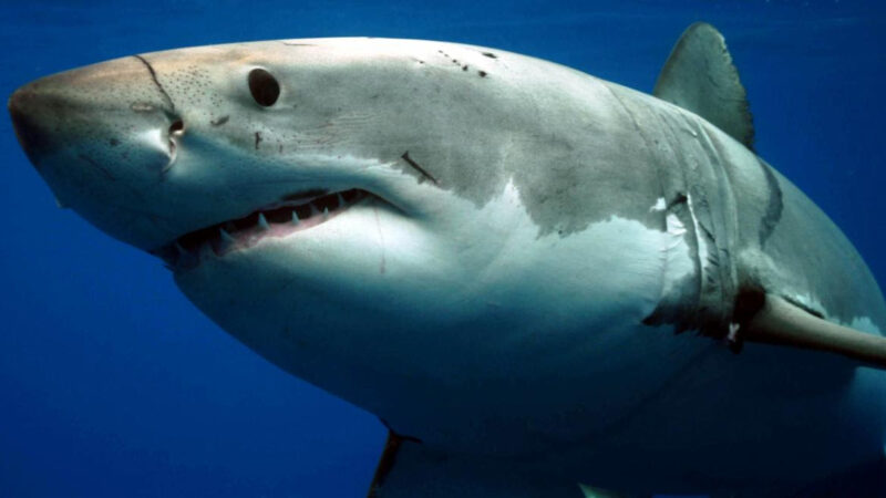 shark week discovery