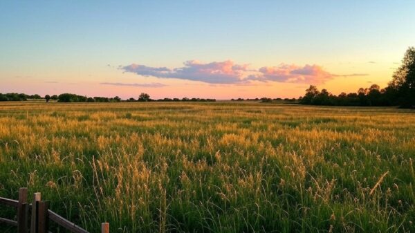Image of a field with the Netflix logo