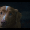 Good Boy IFC Films