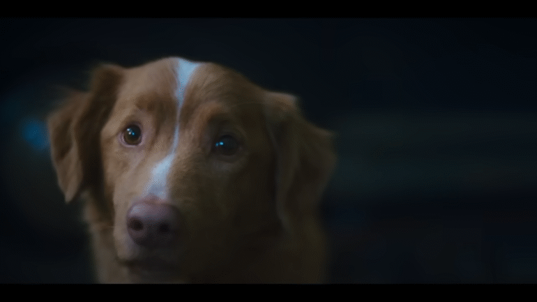 Good Boy IFC Films