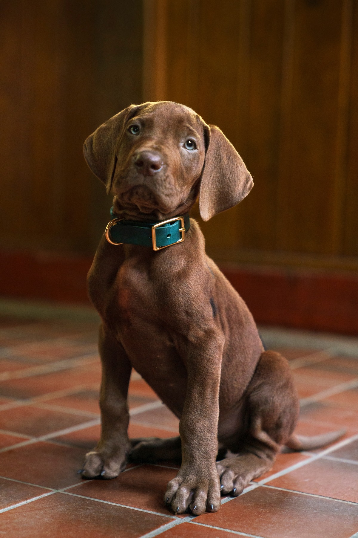 Scooby Doo Origins first look courtesy of Netflix